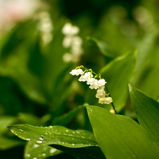 Hd-146486-ascw146486