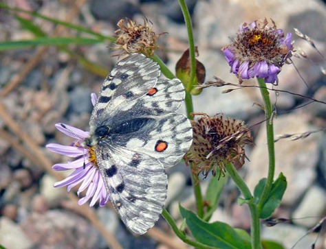 Beartooth Butterfly