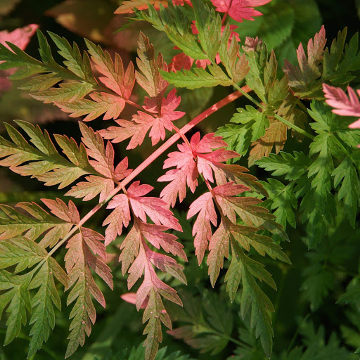 Hd-173333-ascw173333