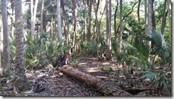 Trail through palm hammock