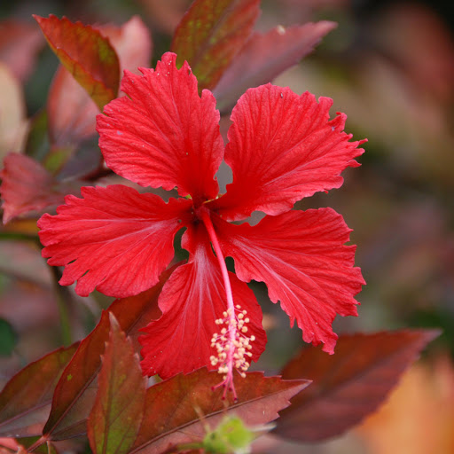 Hd-162476-ascw162476