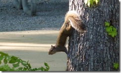 Squirrel at Catoma Loop