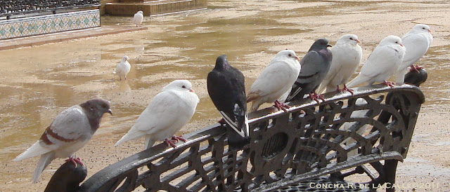 Parque de María Luisa - Plaza de America - Novbre 2011 (1).jpg