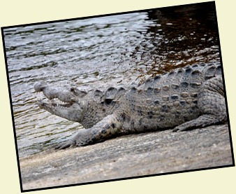 4b - Crocodile