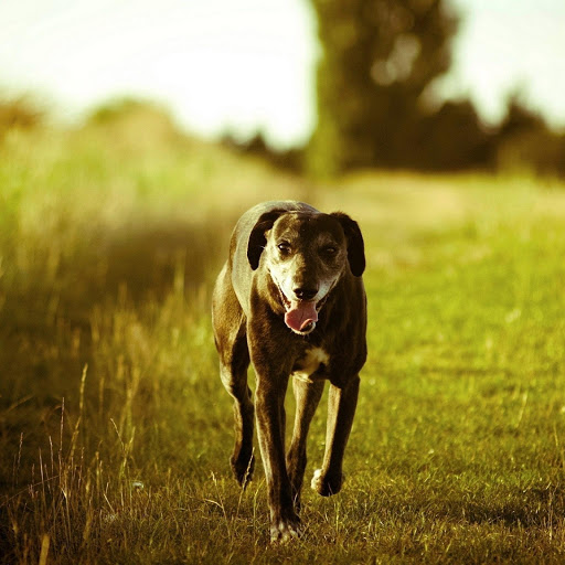 Hd-175820-ascw175820