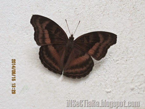 Ternyata kupu-kupu yang hinggap di dinding pada suatu sore itu adalah kupu-kupu Chocolate Pansy atau Chocolate soldier(Junonia iphita).