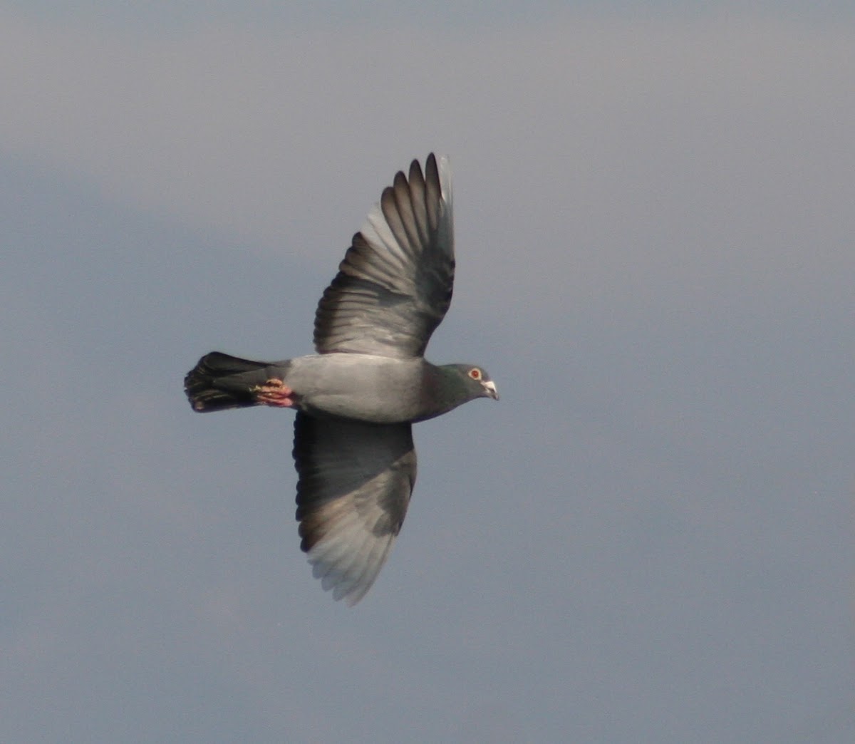 Feral Pigeon{Rock Dove}