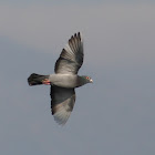 Feral Pigeon{Rock Dove}