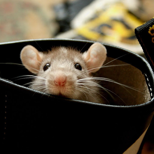 Hd-158822-ascw158822