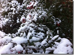 2012-12-26 White Christmas 13