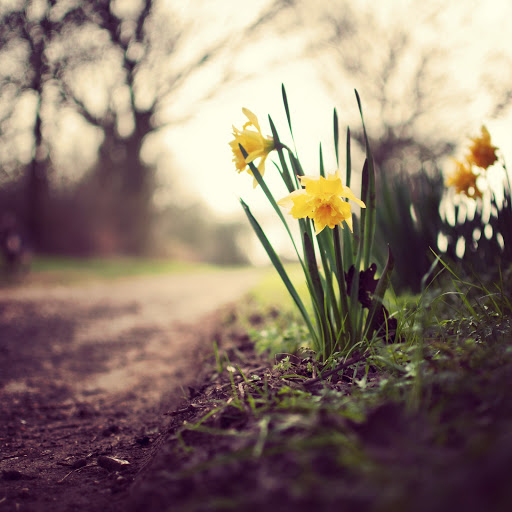 Hd-171525-ascw171525