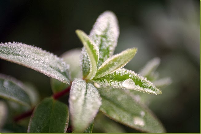 frost on hypericum