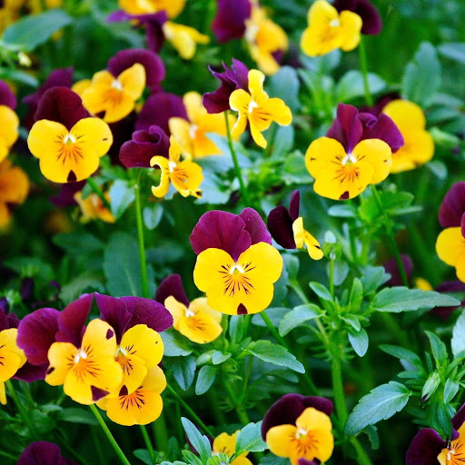 Hd-145966-ascw145966