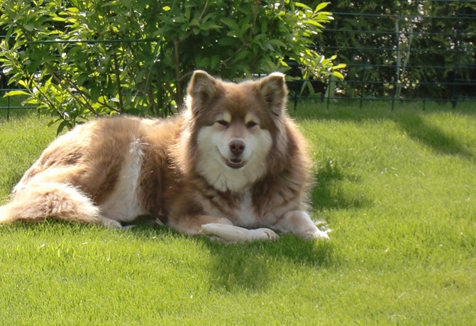 Oda juni 11001