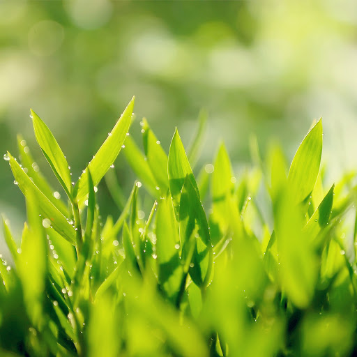 Hd-136336-ascw136336