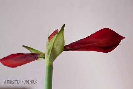 knopp2_20120130_gladiolus