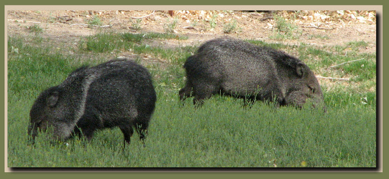 A peccary pair