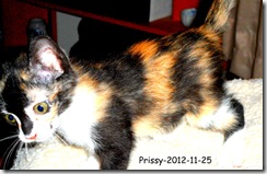 Prissy-chasing-2012-11-251
