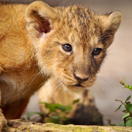 Hd-161528-ascw161528