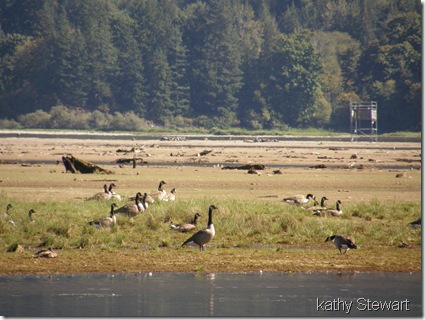 Geese on the flats