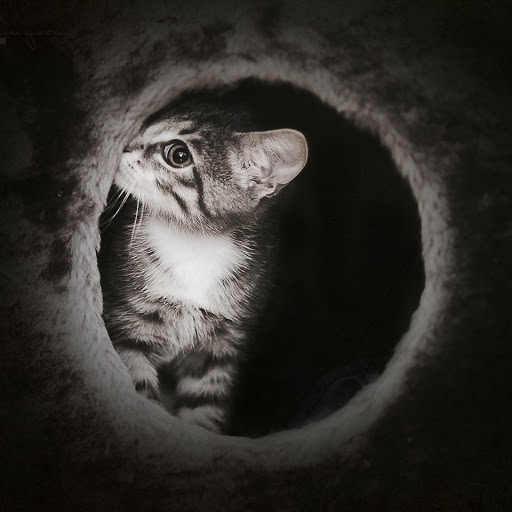 Hd-154096-ascw154096