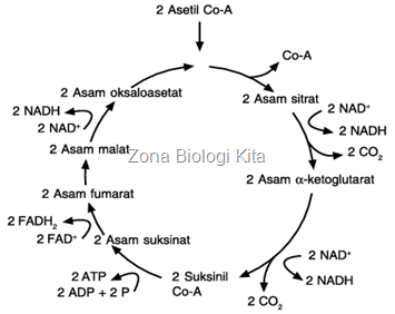 Siklus Krebs-zona biologi kita