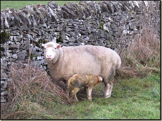 An early lamb