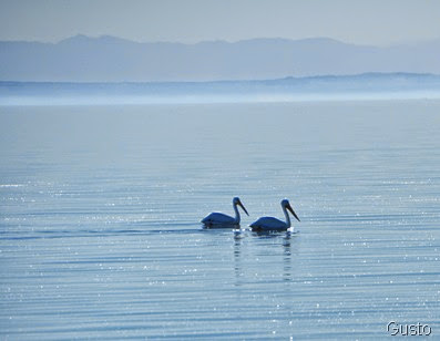 30. pelicans-gusto