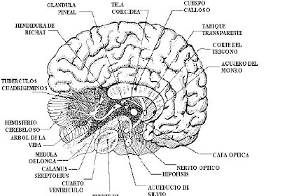 El Cuerpo Humano Para Niños Para Colorear E Imprimir