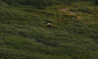 that is a very big grizzly eating berries on the hill above us