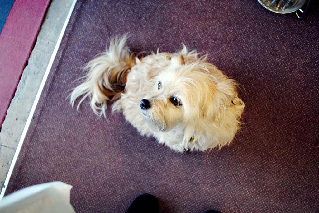 [dog%2520at%2520Queenstown%2520shop%255B4%255D.jpg]