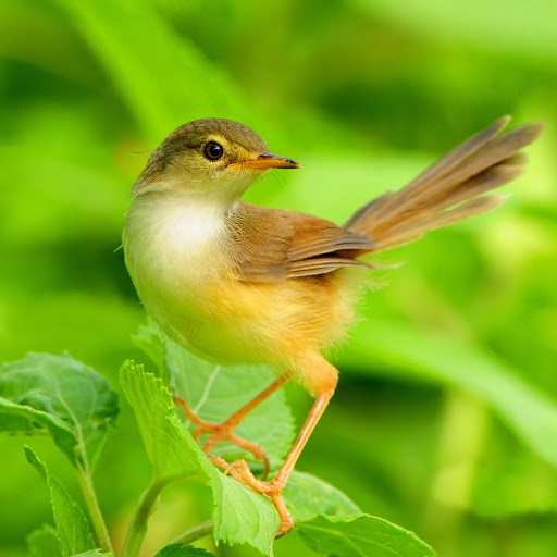 Hd-178067-ascw178067