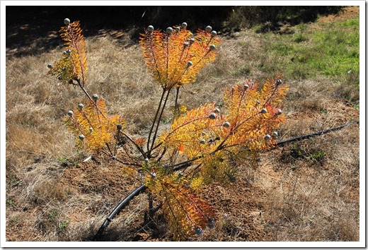 121027_UCSCArboretum_Leucadendron-linifolium_01
