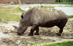 1993.03.08-109.06 rhinocéros