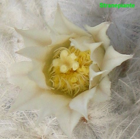 [fiore-mammillaria-plumosa5.jpg]