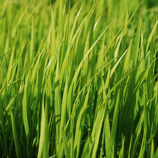 Hd-149773-ascw149773