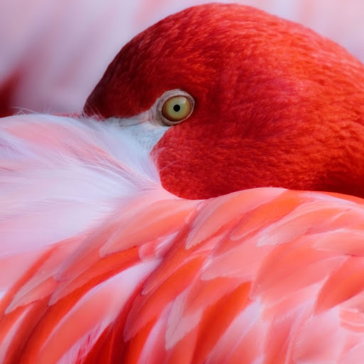 Hd-155998-ascw155998