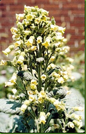 Nicotiana rustica