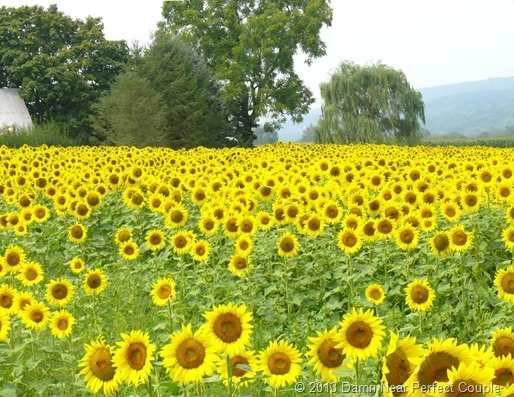 Sunflower Field2