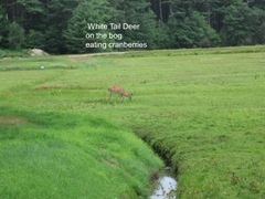 7.26.2012 deer on morse bros bog facing woods listening and watching7
