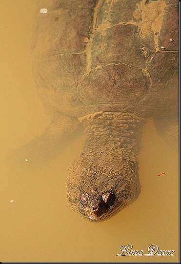 CFalls_Water_Snapping_Turtle3