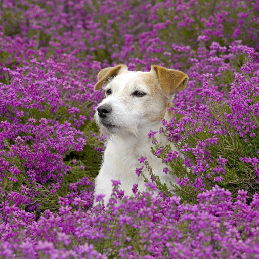 Hd-158720-ascw158720