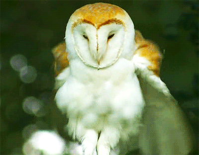 tumblr_mzav5u8Iie1s2qtbjo2_400.gif