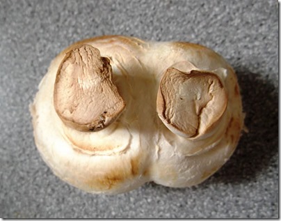 Two legged mushroom2