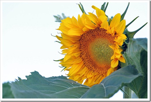 110707_sunflowers_davis_27