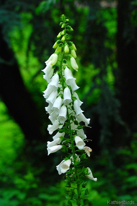 DSC_0246 foxglove-kab