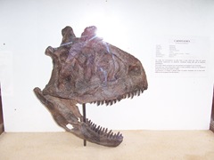 2008.09.10-025 crâne de carnotaurus