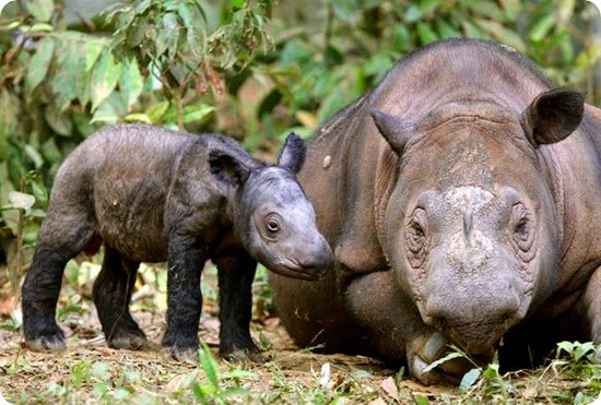 rinoceronte_di sumatra rinoceronte_di sumatra