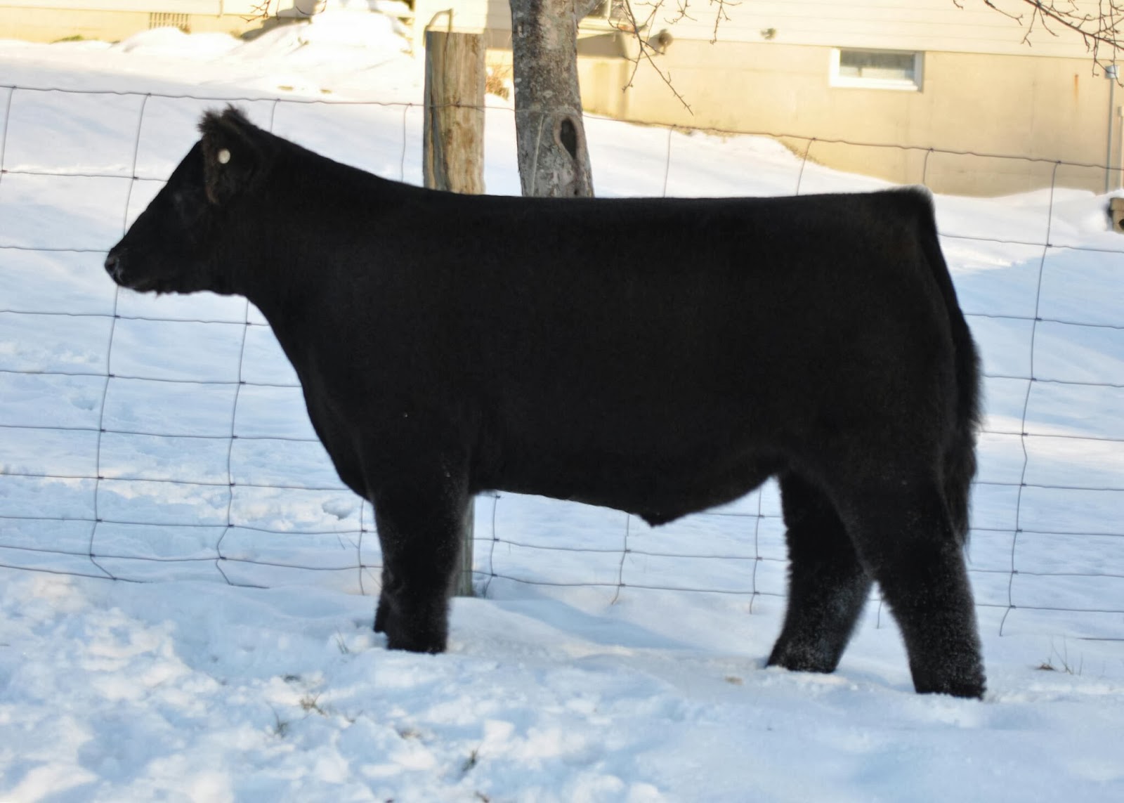 Vansickle Cattle Co. Fat steer deluxe for sale