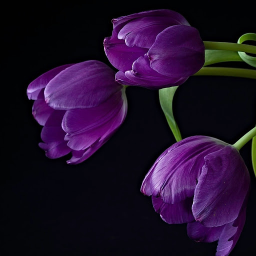 Hd-146407-ascw146407